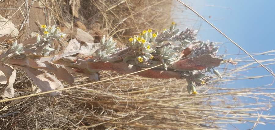 2 Bedroom Property for Sale in Utopia Nature Estate North West